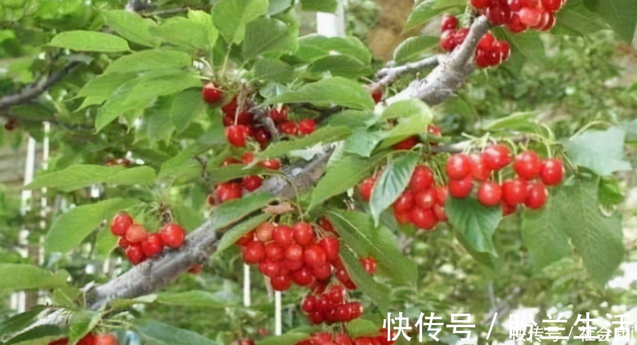 泡水|冬天寒冷，多喝3种食物泡水，降压减脂，排毒清肠，增强抵抗力