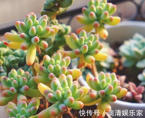 泥炭土|夏天养多肉,做好“关键4点”,安全度夏,越养越肥,越养越壮!