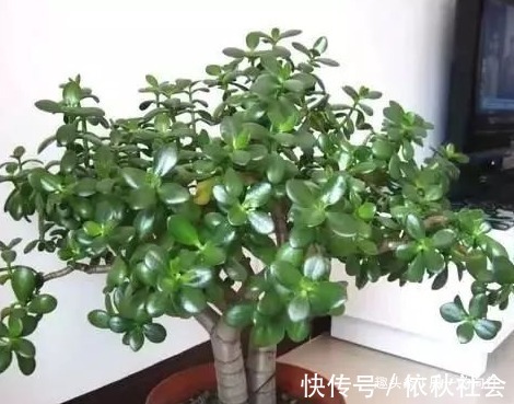 有钱人的养花秘诀！这三种绿植可以招财进宝，怪不得那么有钱