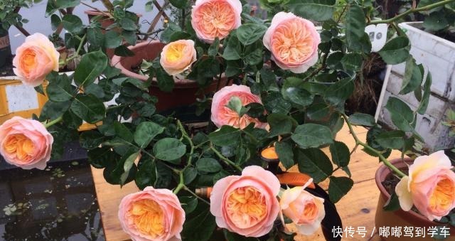 此花是世界名花,曾价值不菲,今天很便宜,四季开花,是盆栽佳品!