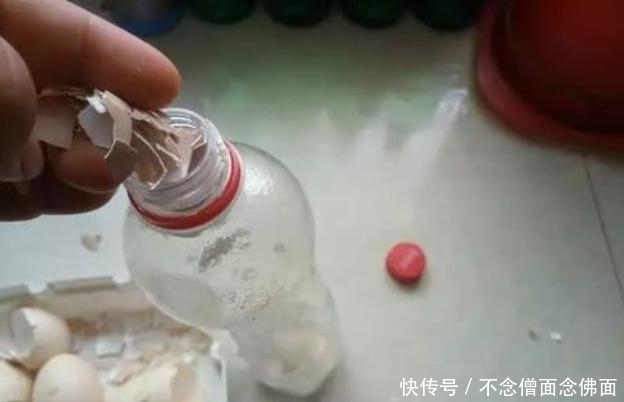 鸡蛋|养花时,把鸡蛋、土豆丢盆里,肥料不用买,就能让花不停爆盆