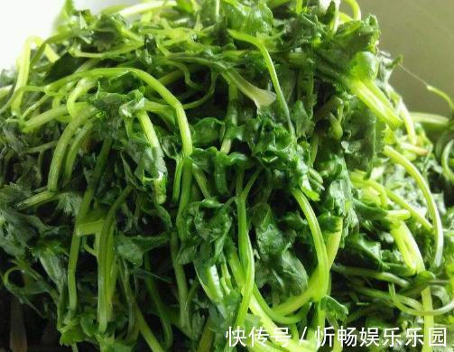 调味菜|香菜吃不完,婆婆用这种方法保存,香菜新鲜脆嫩,放一年都不会坏
