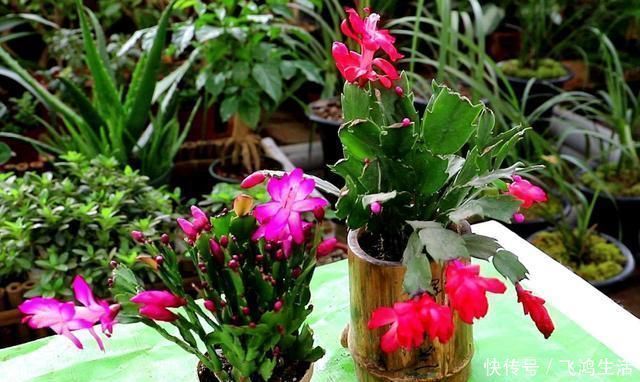 效果|过期的“小药片”磨成粉养花,比生根剂、多菌灵“效果”还要好