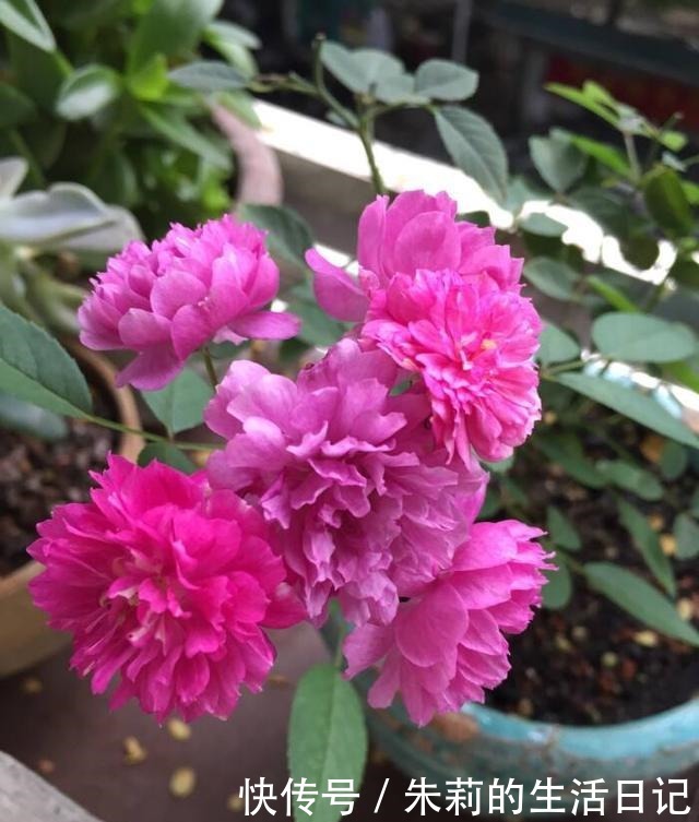 小阳台就养微月“四剑客”,只需养一盆,天天有花赏!