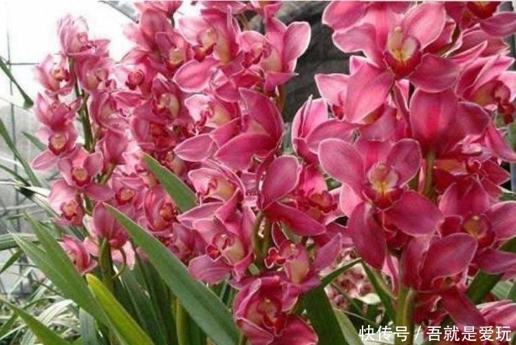 5种花最适合新手养，沾土就能活，好养易活开花美