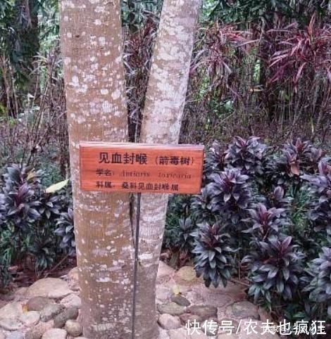 5种有剧毒的树木,吃不得碰不到,遇到要“绕道走”,认识不吃亏
