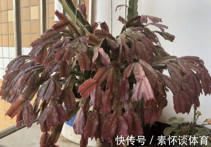 枯黄|家里有此7种花,少浇水不能晒,天热要休眠早看早知道