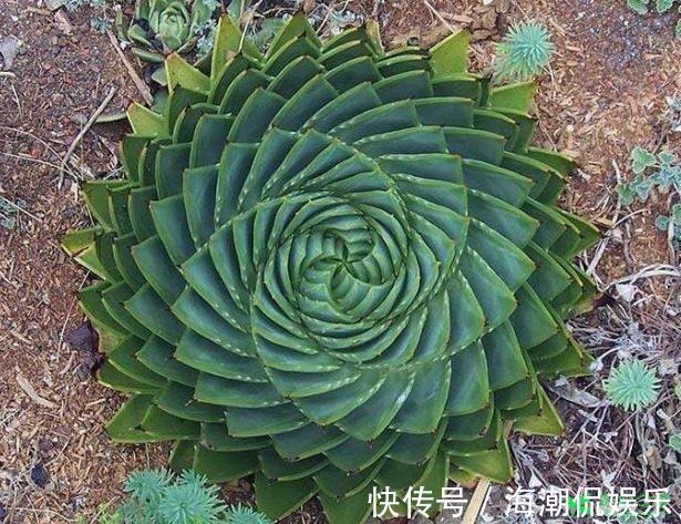 女王|一盆芦荟1万多，一棵能长50年，越老越值钱，你见过芦荟女王吗