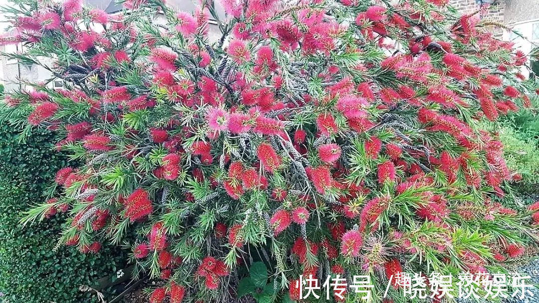 给家里多增添些热带风情,这12种红红火火的热带红花不可少