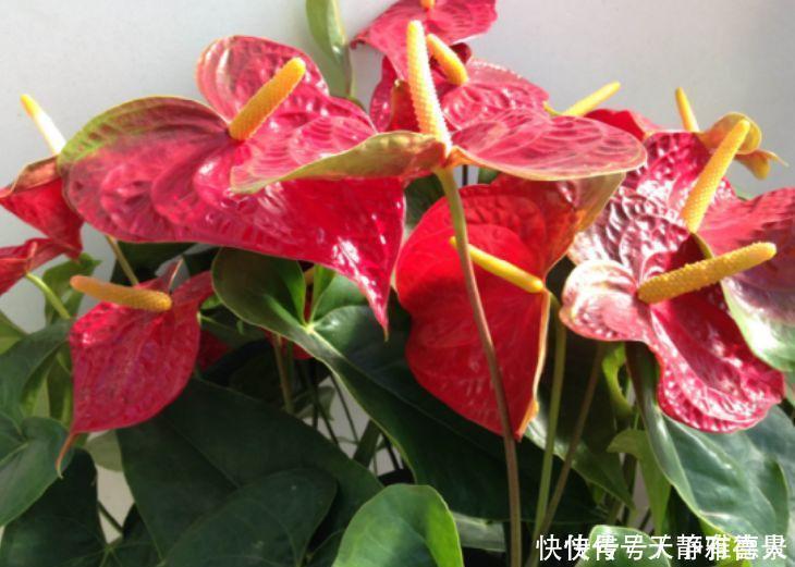 5种花是花中劳模，一年四季开花不断，家中必备