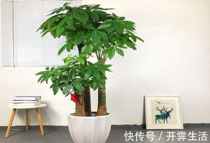 卧室放什么植物好？这5种植物适合养在卧室