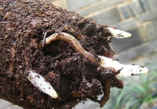 建兰一个星期浇一次水，怎么还会空根？