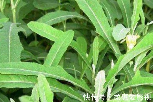 芋梗|吃药不如吃野菜，农村最常见的4种野菜，原来都是珍贵中草药！