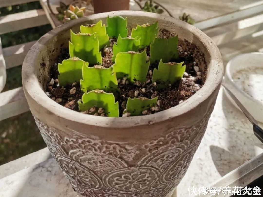 7种“落地生根”花，春天多插几棵，成活率特别高