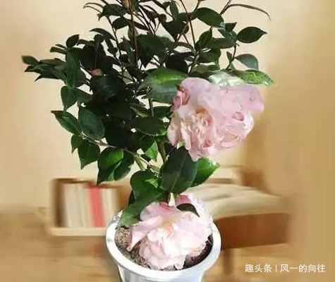 李大爷的养花秘籍!放上这三种东西,不管养什么都能轻松爆满盆