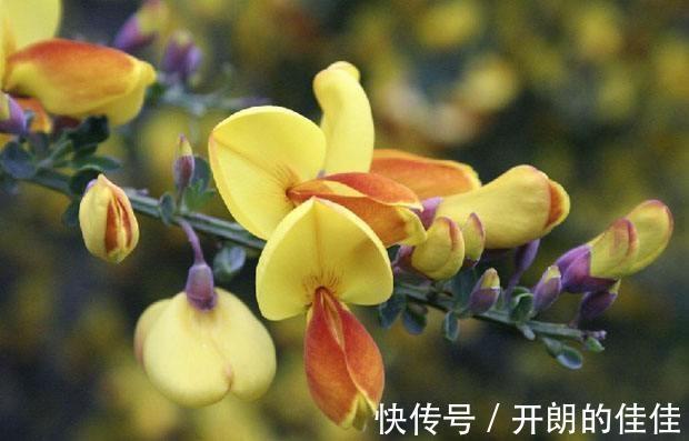 土壤|被当废柴的金雀花,埋在土里,开花如鸟雀