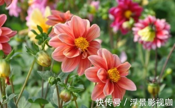 花色|喜欢养菊,不如养一盆“小丽菊”,花色艳丽,植株低矮室内盆栽养