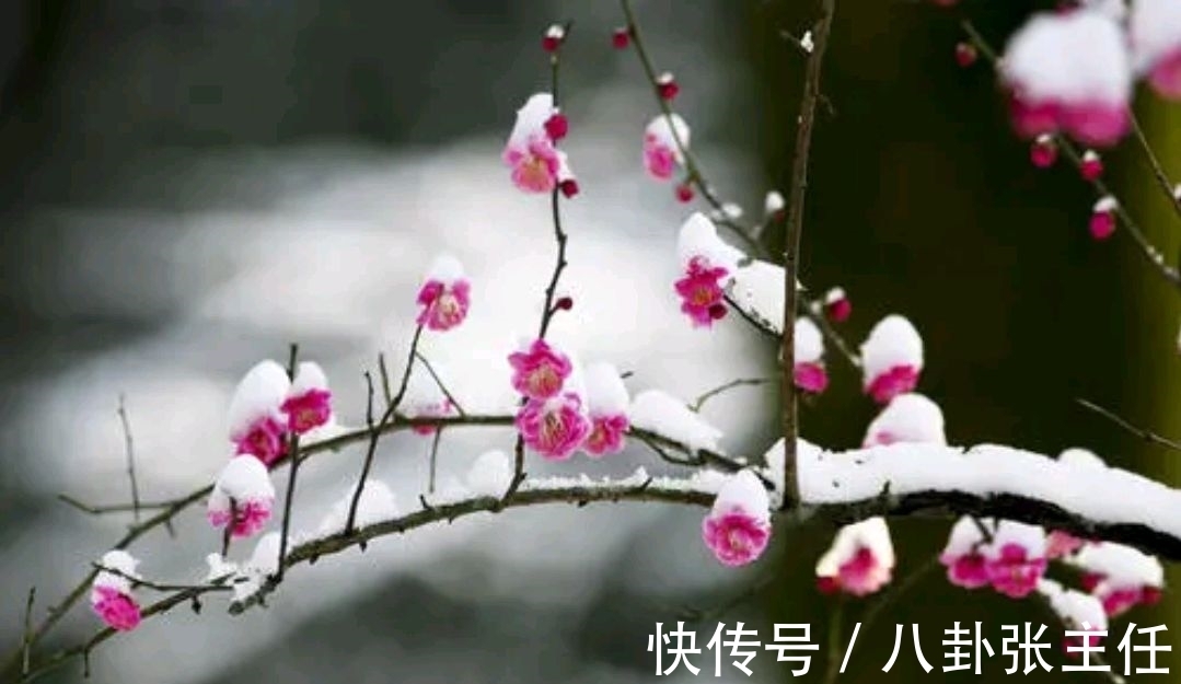 争锋$野渡征联:梅雪争锋春设局,征对下联