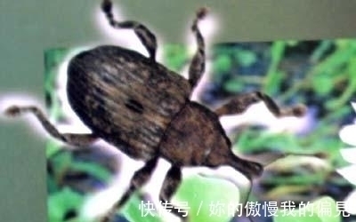 作为观赏植物引入的水葫芦,一度泛滥成灾,现在为何变得少见了?