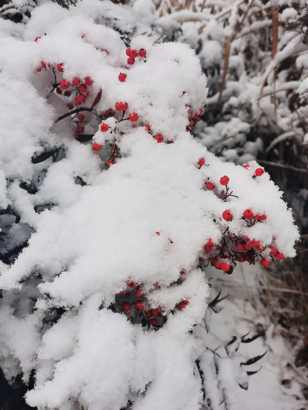 气温|杭州，雪！宁波，雪！绍兴，雪！可能要下到……太刺激了！