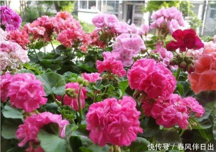 养人又旺财的“4种花”,开花吉祥富贵,美不胜收,你养了吗