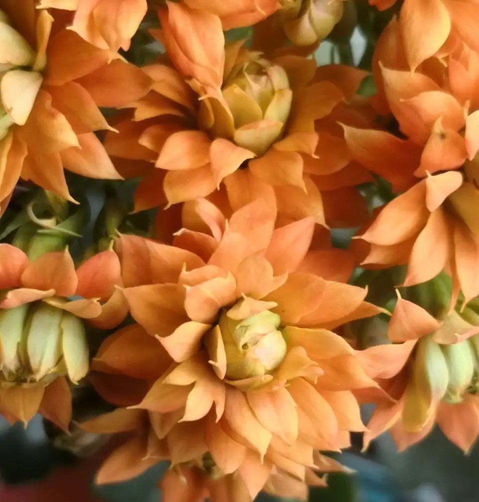 品种|75个长寿花品种,一个比一个美,一起来认识一下吧!