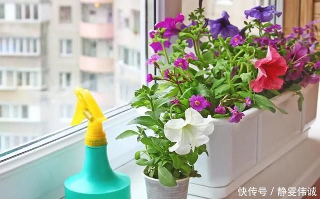 花盆底垫这几种东西，烂根问题彻底解决