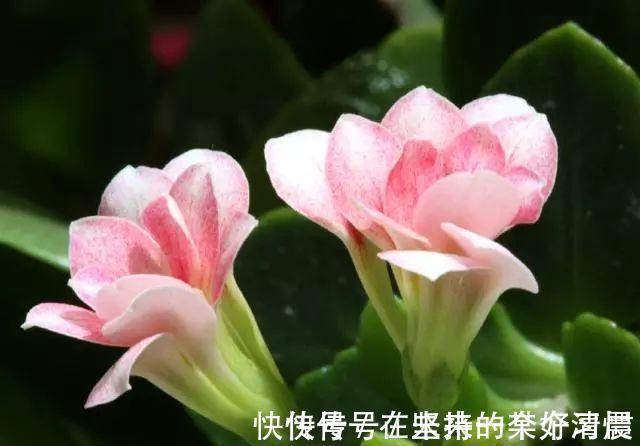 这4种花,剪个枝插水里,10天就生根,当下季节最佳