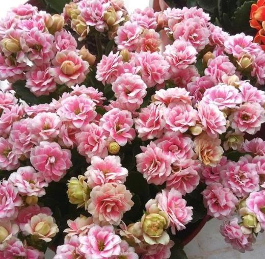 十月养长寿花，掌握4个要点，茎秆粗壮长势好，开花一茬接一茬