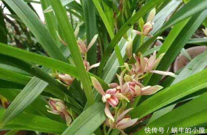 4种花被称为开花机器,一开就是大半年,花香阵阵,花朵大