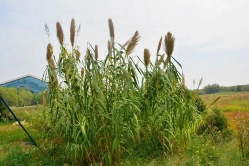 水域|长江边最美湖泊，风景秀丽面积可大可小，刚迎来35万只水鸟栖息