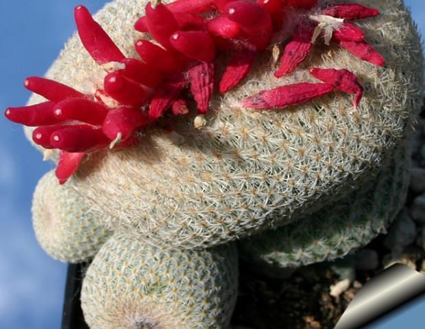 绵毛|8种奇异有趣的仙人掌,见过5种的人就神了