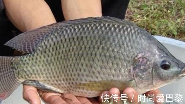 石油|这4种鱼尽量少吃，或含有甲醛和重金属，不妨来了解一下