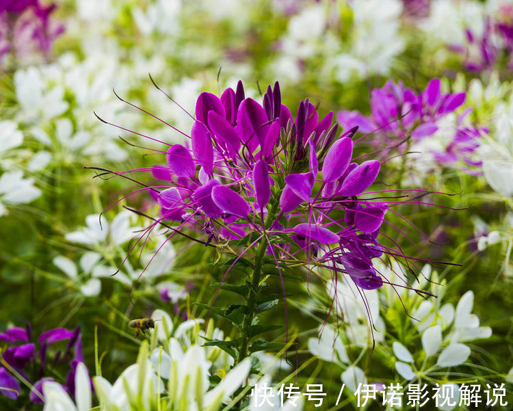 阳台养花,就选5种花卉,好养又漂亮,阳台变花海,天天有花赏!