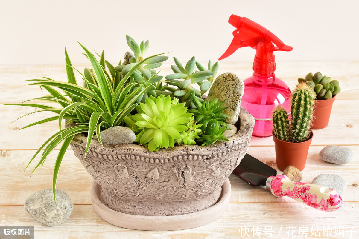 养花|花卉绿植如何才能长得茂盛?几个养花小妙招,简单又实用