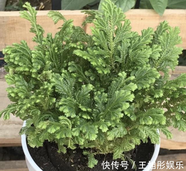 卷柏|石缝里看到“它”，别去踩，挖2棵种花盆上，1年成“盆景”，美！