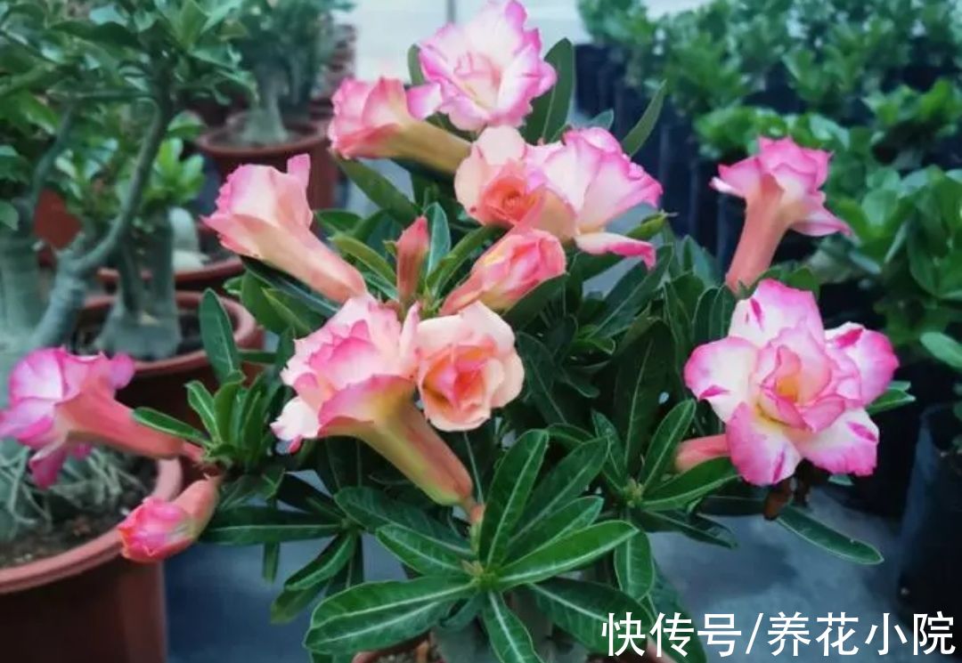 7种“懒人花”,养起来省心,开花还漂亮