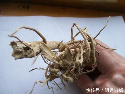 向日葵|向日葵全身都是药!更是降压“神器”,高血压、头晕头疼都能治