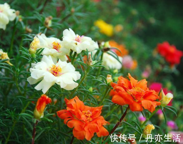 太阳花|家里就养几种花，净化空气还“招财”，聪明人都在养！