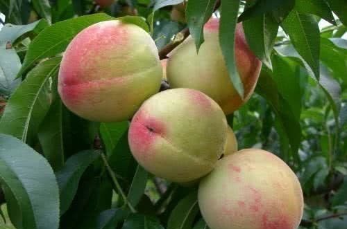 食物|女性要坚持吃3种食物,再贵也别省,滋养肌肤、延缓皱纹生长!