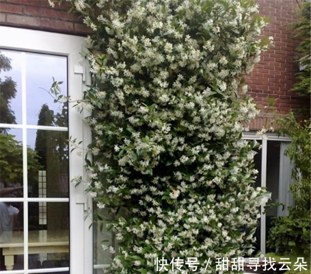 三角梅|6种“爬藤花”,美上天际,种上一株,就能赏几十年!