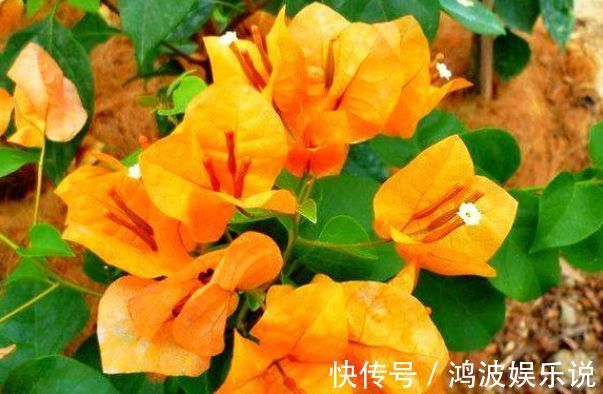 秋色|喜欢三角梅，就养“珍稀名品”柠檬黄三角梅，金光灿灿，赏秋色
