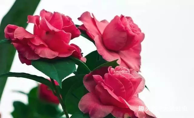 茶花浇水不当,花苞哗哗掉,教你一个小技巧,浇水不用愁