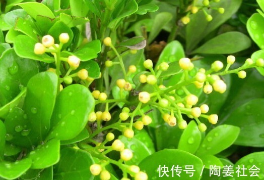 小乔木|喜欢菊花，不如试试“精品玫瑰”路易十四，高贵典雅，羡煞旁人！