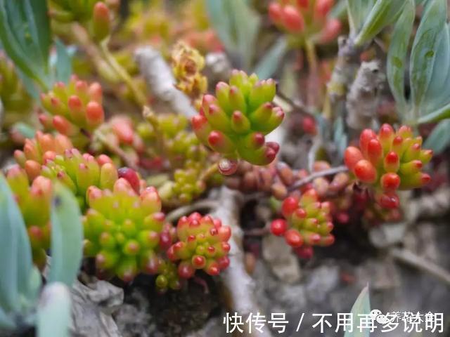 干透|多肉就养这7种,散养不用管也能呼呼长,想养死都难!