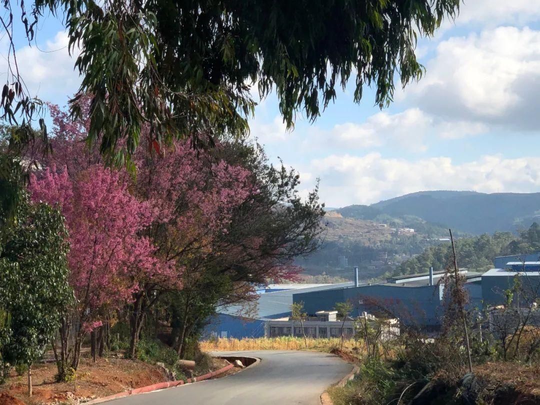 樱花|通海里山：樱花烂漫似春来