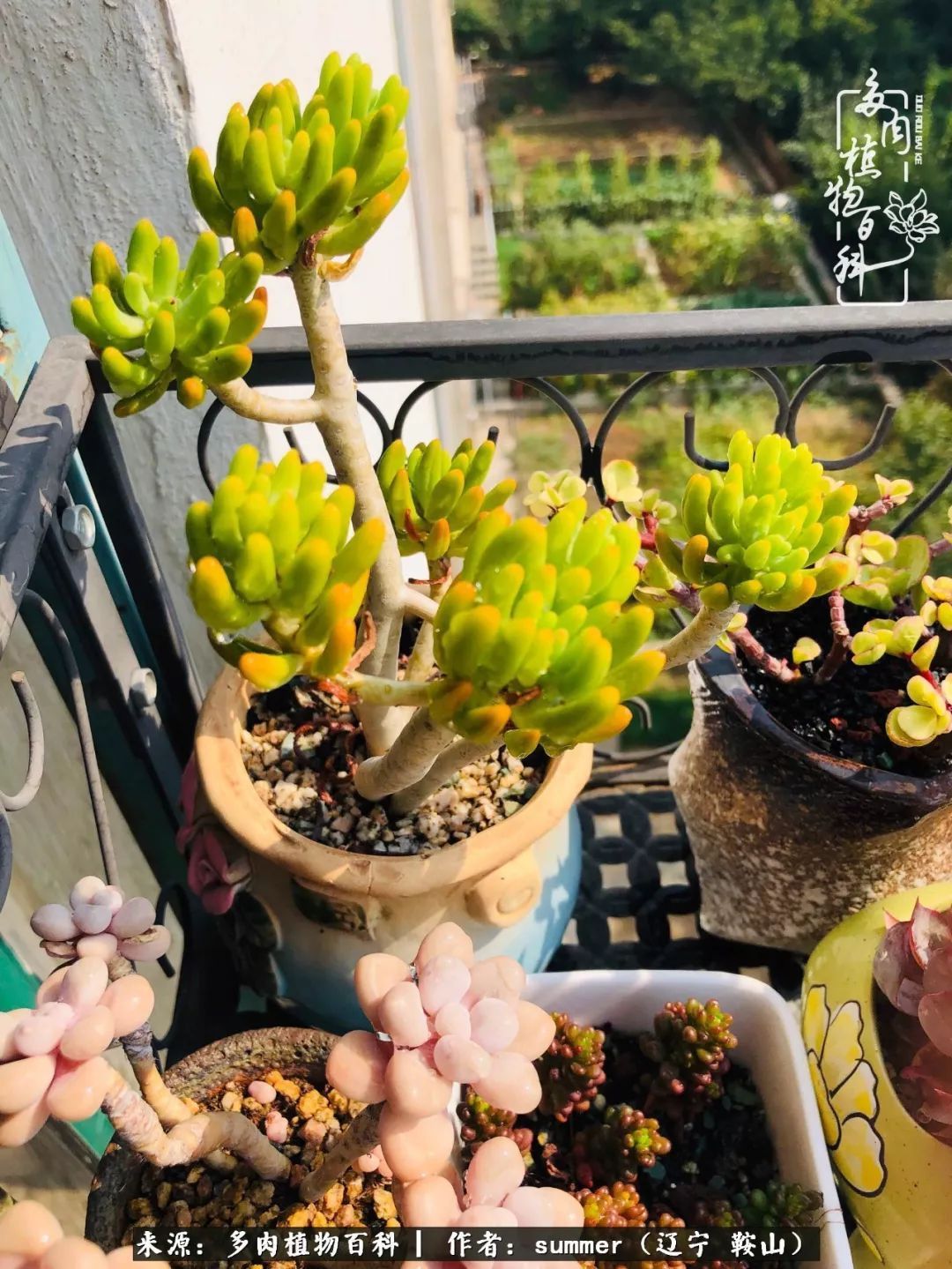 活着即是王道!我和我大东北的多肉们!