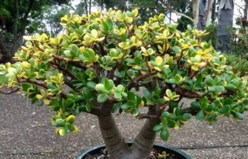 养不死的几种花,独特有格调,颜值超高超美的