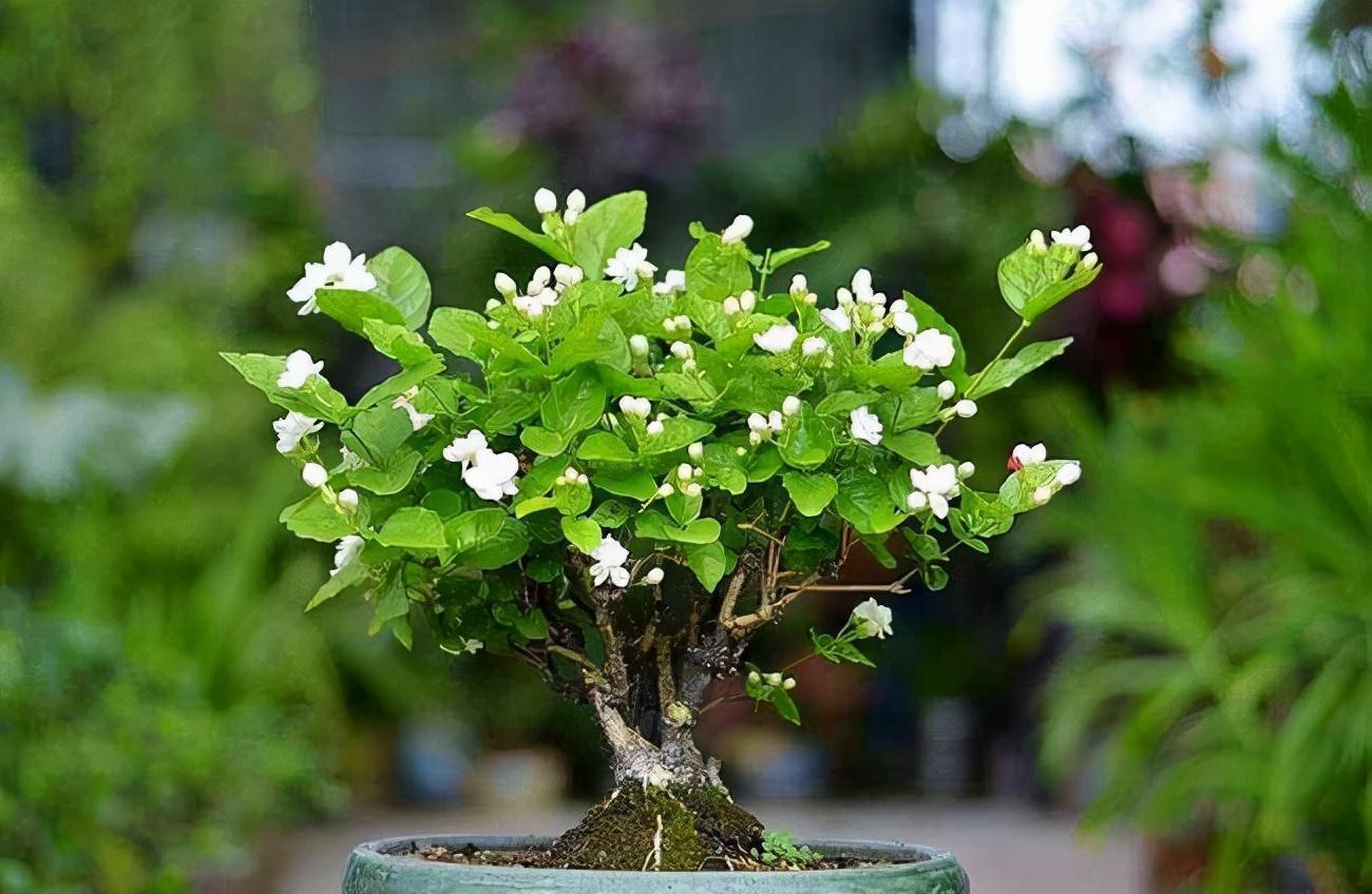 分享2个冬天扦插的小方法,10种花现在扦插正当时,生根快又壮