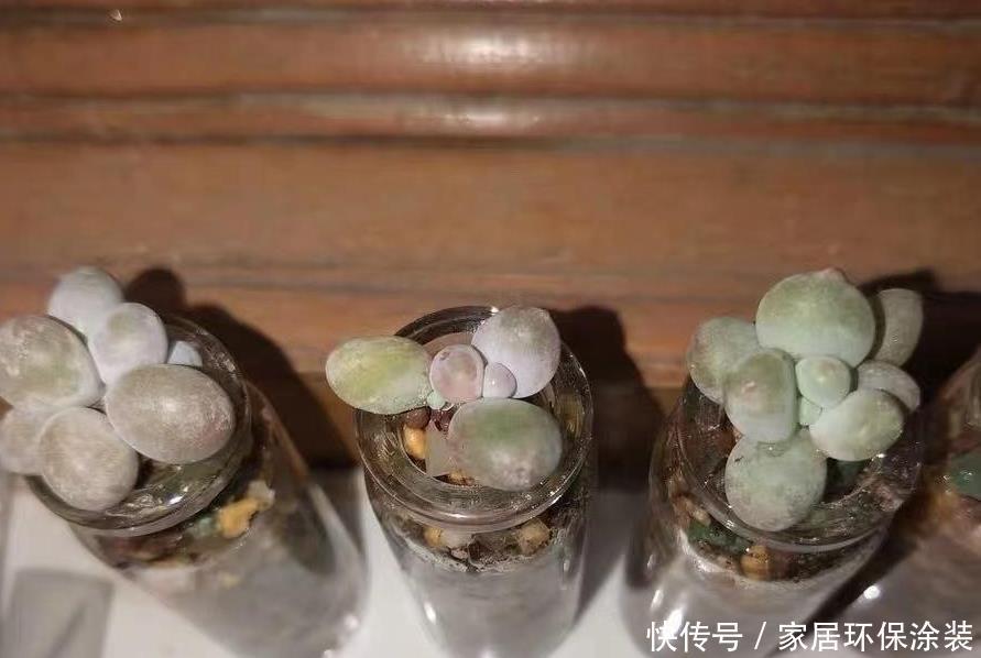 布丁瓶搭配海绵养多肉,不买盆不买土,干净卫生,容易出状态